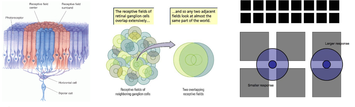 <p>Because their receptive fields are miniscule <span style="color: red">dots </span>(circular). </p>