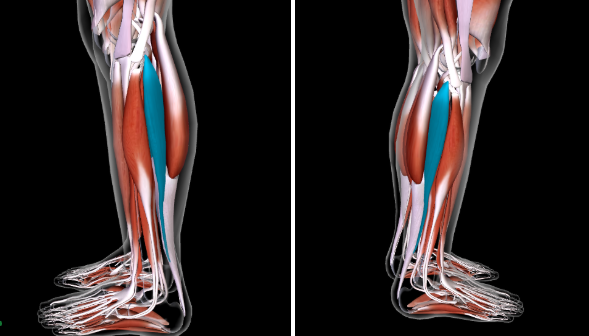 <p>Function:<strong> PLANTAR FLEX FOOT AT ANKLE</strong></p><p>SANDWICH BW <strong>Gastrocnemius and Fibular Longus</strong></p>