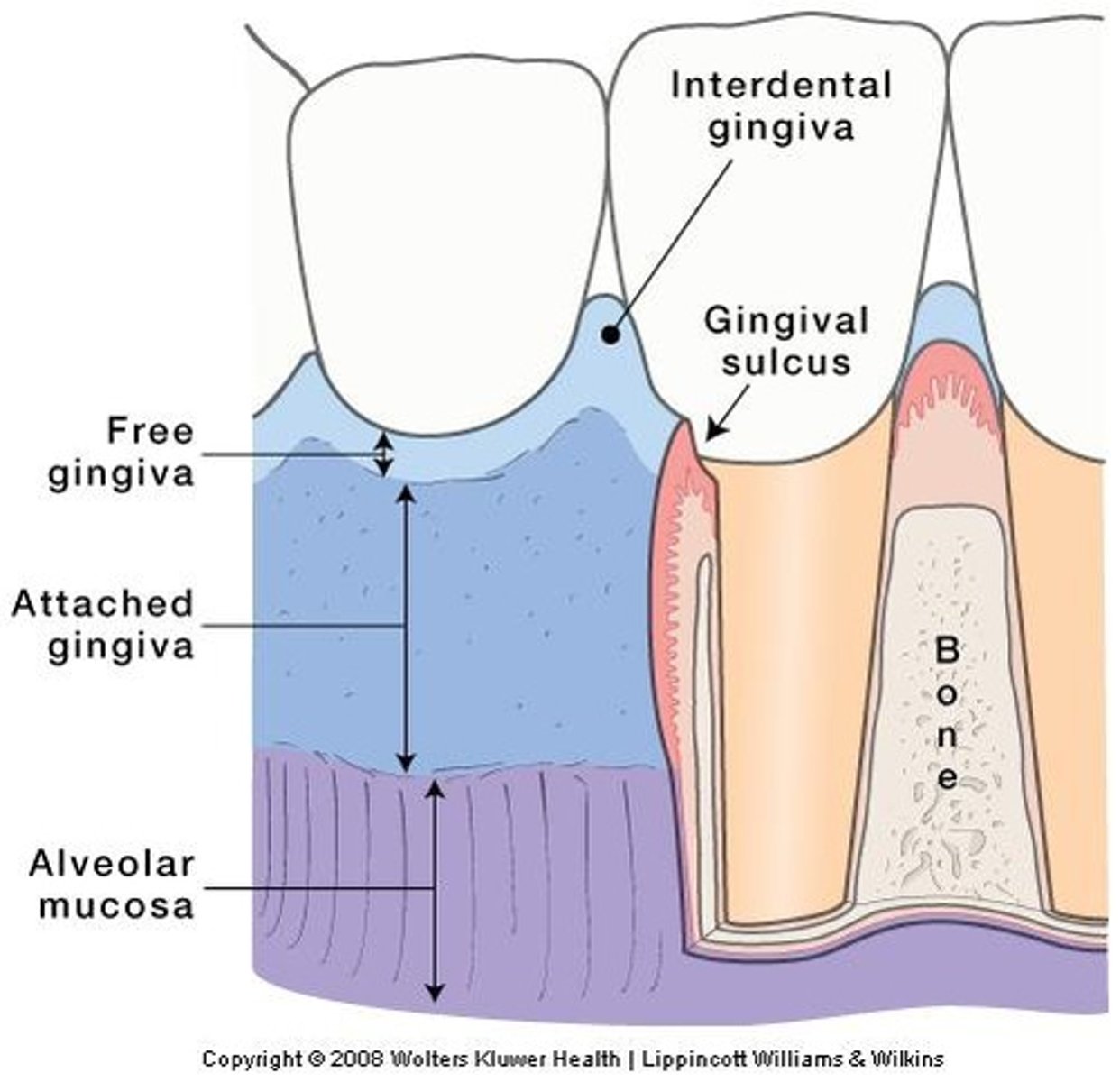 <p>It covers the alveolar process and the surrounding cervical portion of the teeth.</p>