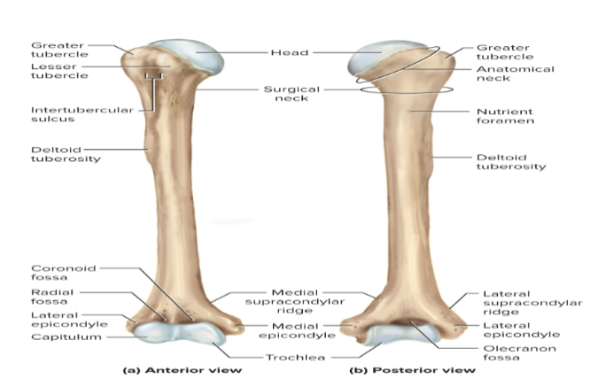 <p>Humerus</p>