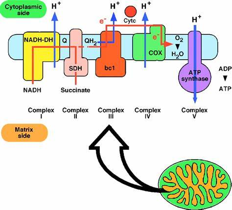 Oxidative phosphorylation