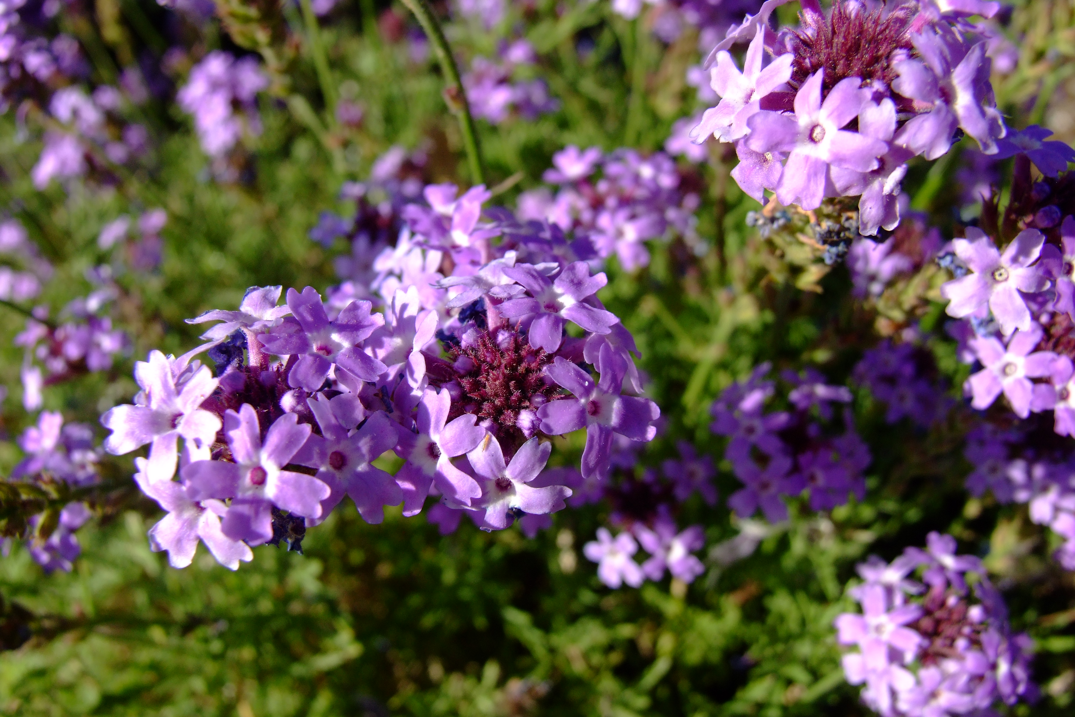 <p>is a low-growing, spreading perennial often grown as an annual, with deeply divided, dark green leaves and clusters of small, brightly colored flowers that bloom continuously from spring to frost.</p><p>Does not self seed</p>