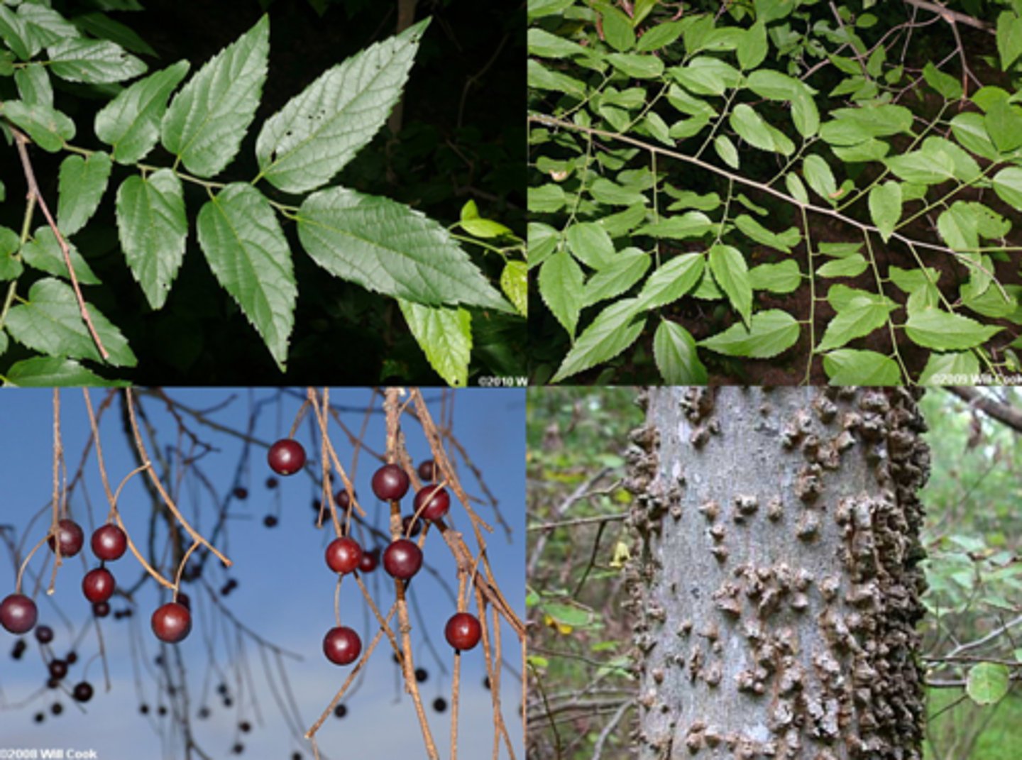 <p>sugarberry</p><p>Family: Cannabaceae</p><p>Distinguish:</p><p>- Warty bark does not go all the way up</p><p>- "Zig-Zag" leaf arrangement</p><p>- Normally serrated</p>