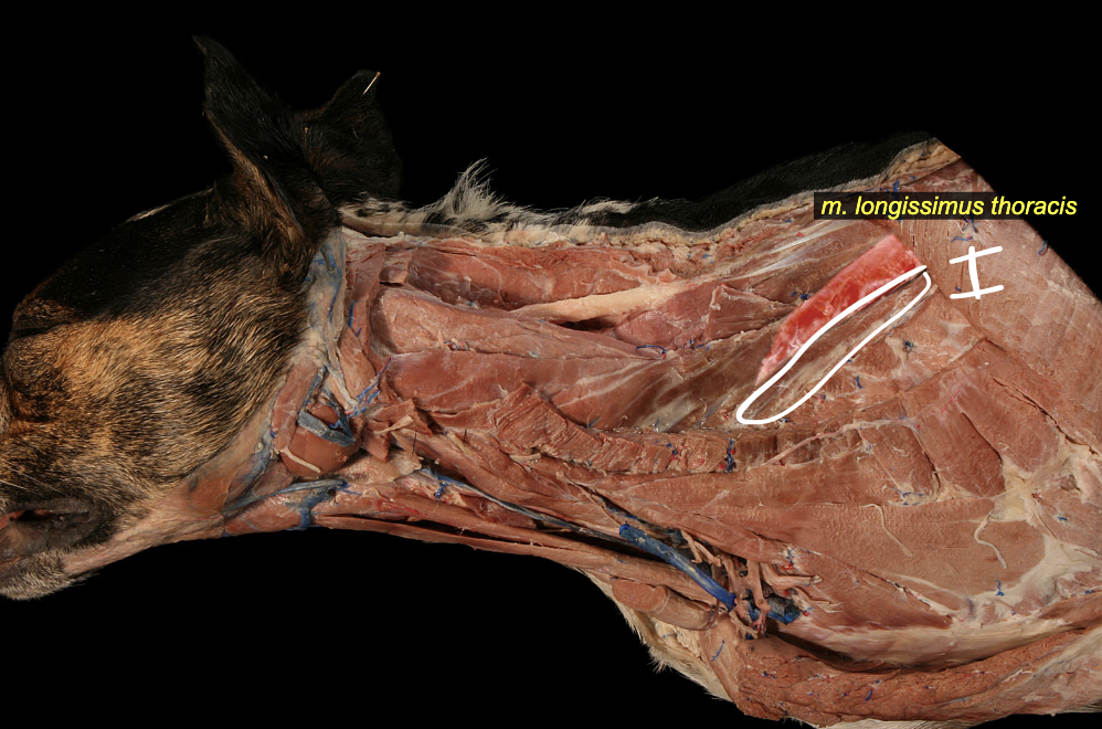 <p>middle group</p><p>wing of ilium → skull</p>