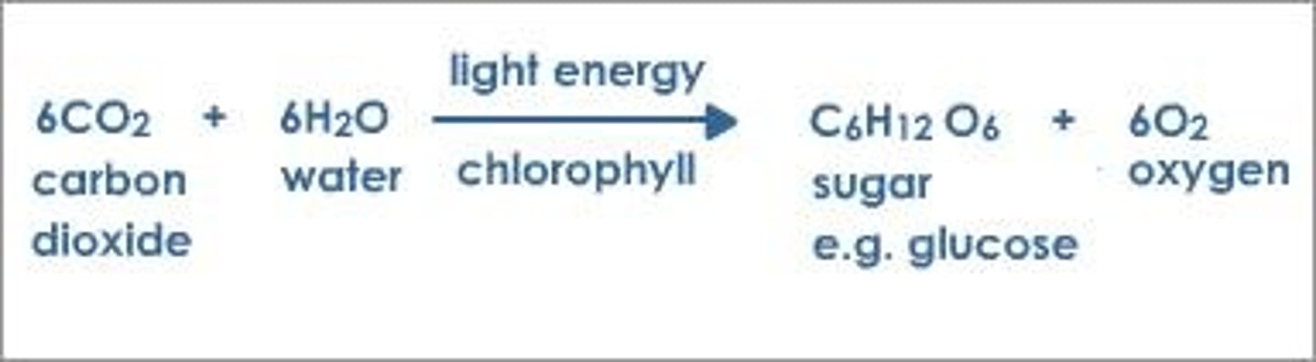 <p>6 CO_2 + 6 H_2O + Light energy → C_6H_12O_6 + 6 O_2</p>
