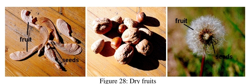 <p>Fruit Development - dry fruits</p>