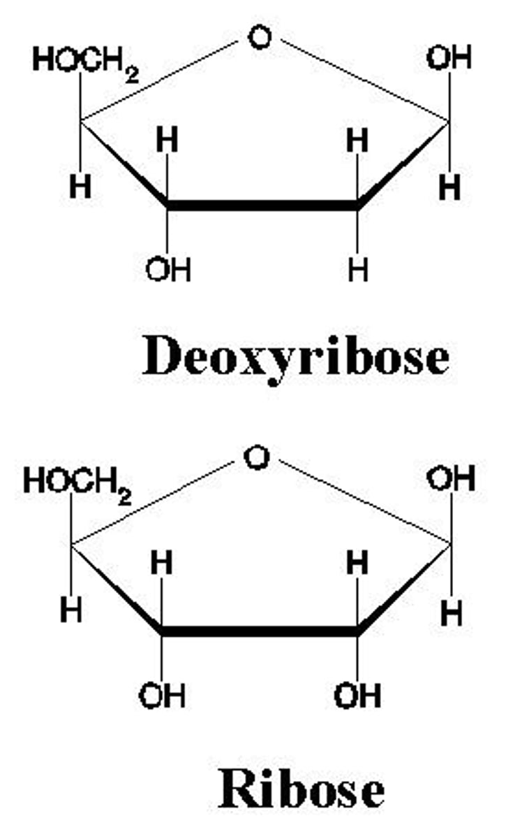 <p>DNA has an OH bond to Carbon 3 &amp; RNA has OH bonds on both Carbon 2 and 3</p>