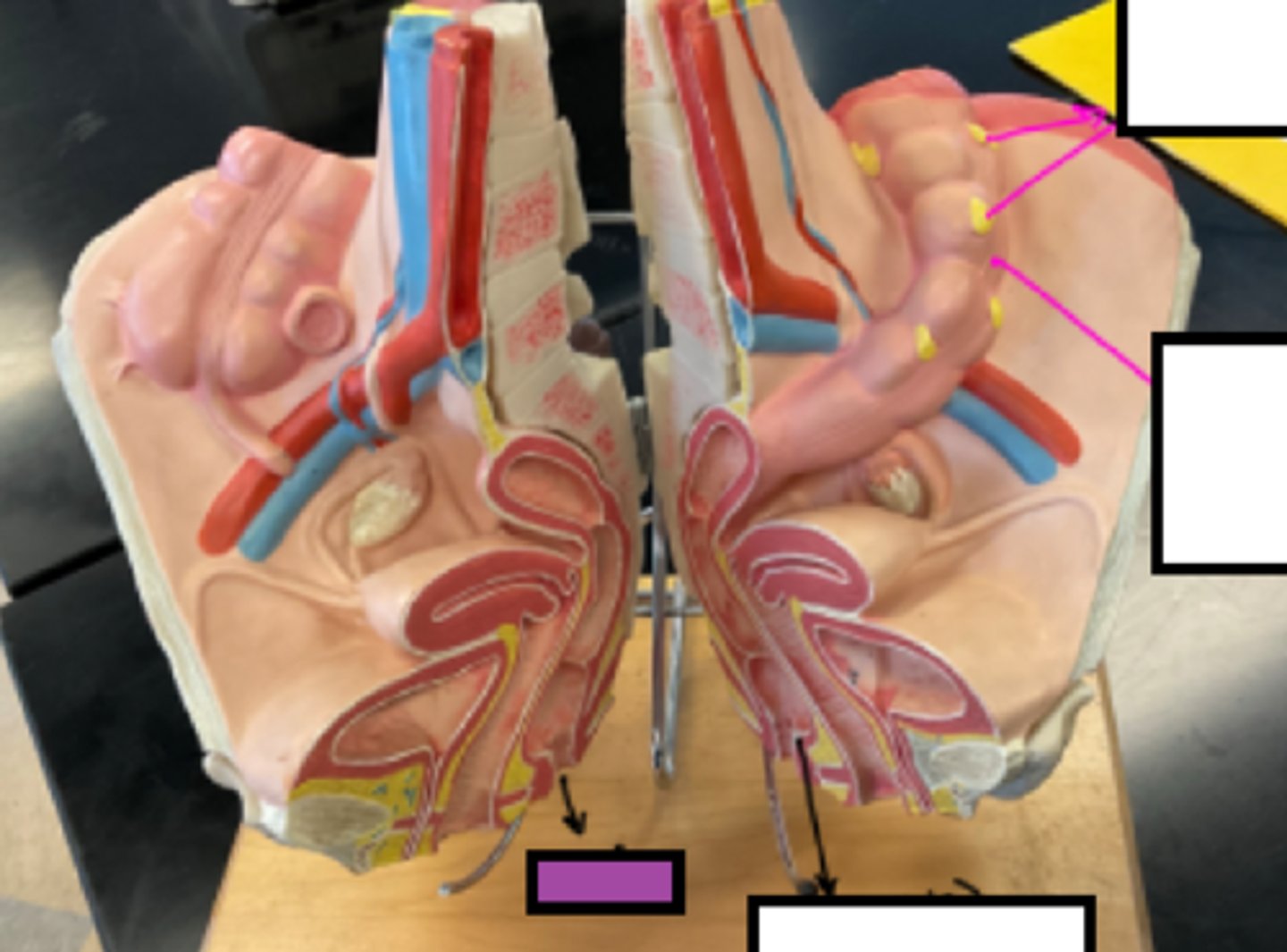 knowt flashcard image