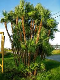 <p>Paurotis Palm</p>