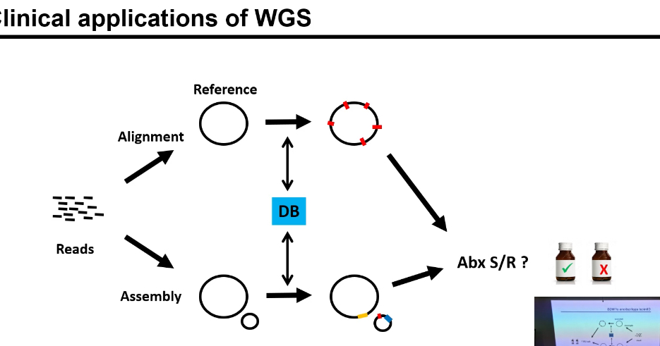 <p>Resistance genotyping uses genome sequencing to detect known resistance genes or mutations and predict whether a pathogen will respond to a specific antibiotic.</p><p></p><p>Step 1: Obtain the bacterial sample</p><p>• Sample comes from:</p><p>• blood,</p><p>• urine,</p><p>• sputum,</p><p>• wound swab, etc.</p><p>• Contains many bacterial cells of the same strain.</p><p></p><p>Step 2: Extract bacterial DNA</p><p>• Lyse the bacterial cells.</p><p>• Purify genomic DNA (and plasmid DNA if present).</p><p>• This DNA contains:</p><p>• chromosomal genes,</p><p>• plasmid-encoded resistance genes.</p><p>Step 3: Choose resistance targets</p><p>• Decide what resistance you’re testing for.</p><p>• Targets can be:</p><p>• known resistance genes (e.g. β-lactamase genes),</p><p>• known SNPs in drug target genes.</p><p>• These targets are known markers of resistance.</p><p></p><p>Step 4: Detect resistance genes / mutations</p><p>PCR-based genotyping (most common clinically)</p><p>• Design primers specific to resistance genes or mutations.</p><p>• Run PCR.</p><p>• Result:</p><p>• band present → gene present,</p><p>• band absent → gene absent.</p><p>qPCR</p><p>• Same idea as PCR but quantitative.</p><p>• Faster and more sensitive.</p><p>• Often used for rapid diagnostics.</p><p>Sequencing-based genotyping</p><p>• Sequence:</p><p>• specific resistance genes, or</p><p>• whole genome (WGS).</p><p>• Compare sequence to resistance databases.</p><p>• Detect:</p><p>• known genes,</p><p>• point mutations,</p><p>• new variants.</p><p></p><p>Step 5: Analyse the genotype</p><p>• Identify:</p><p>• which resistance genes are present,</p><p>• which alleles or mutations they carry.</p><p>• This produces a resistance genotype.</p><p>Example:</p><p>• bla gene present → β-lactam resistance</p><p>• gyrA mutation → fluoroquinolone resistance</p><p></p><p>Step 6: Interpret resistance phenotype</p><p>• Translate genotype → predicted resistance.</p><p>• Some genes:</p><p>• guarantee resistance,</p><p>• others depend on expression/context.</p><p>• Results are often combined with:</p><p>• phenotypic susceptibility testing.</p>