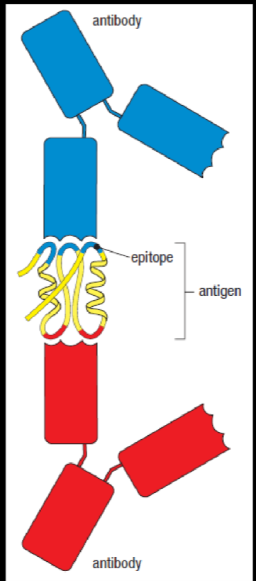 <p>the part of the antigen that is recognised by the variable region of the antibody and is expressed on MHC molecules</p>