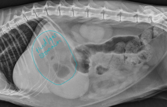 <ul><li><p><strong>Obstructive ileus: sx case</strong></p><ul><li><p><strong><u>2+ populations of bowel!</u></strong></p></li><li><p><strong><u>Segmental </u>dilatation</strong>, sharp <strong>turns(hair-pen), stacking </strong>loops</p></li></ul></li><li><p><strong>Functional ileus: medically manage / sx</strong></p><ul><li><p><strong><u>Uniform</u> </strong>diameter, <u>mildly distention, wide lazy loops</u></p></li></ul></li><li><p><strong>Mechanical Ileus</strong></p><ul><li><p>2ndary to FB, wall disease, extra-luminal mass</p></li></ul></li><li><p><strong>Foreign Bodies</strong></p><ul><li><p><strong>Lucent: </strong>plastic, wood, glass, fabric, seeds/pits</p></li><li><p><strong>Opaque:</strong> bones, rocks, metal, glass</p></li><li><p><strong>Linear(cats): </strong>string, dental floss</p><ul><li><p><strong>plicated</strong> bowel, bunching, odd gas patterns</p></li><li><p><strong>sx intervention </strong>required</p></li></ul></li><li><p><strong>Extra-Luminal Obstruction Rare</strong></p><ul><li><p>Secondary <strong>squishing</strong> from other <strong>organ mass</strong></p></li></ul></li></ul></li></ul><p></p>