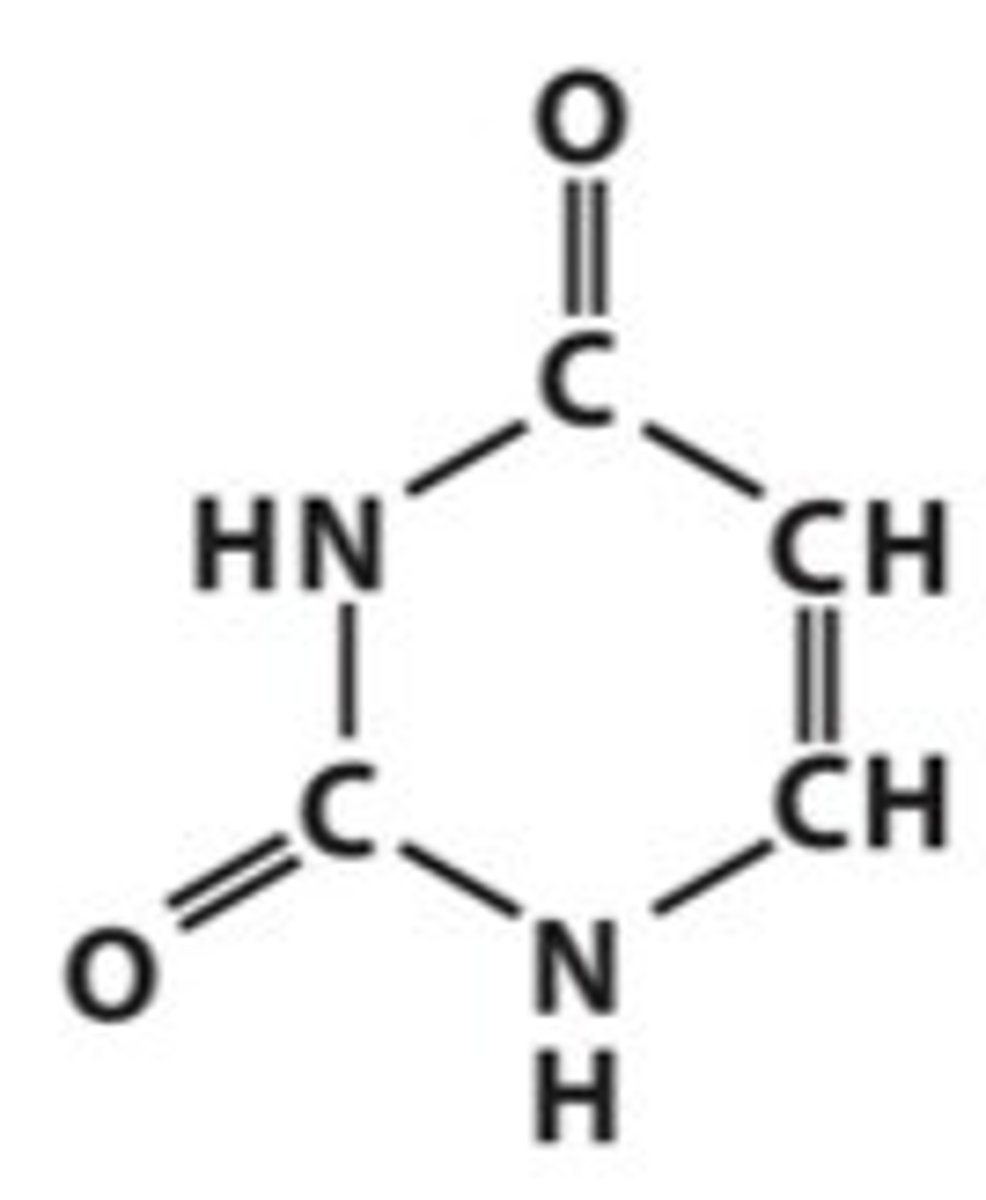 <p>pyrimidine base that pairs with Adenine, found only in RNA (but not DNA because Thymine replaces Uracil as a base in DNA)</p>