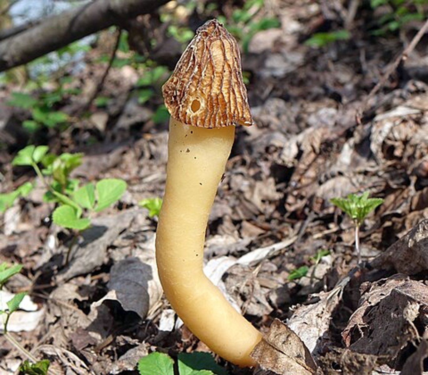 <p>naparstniczka czeska</p>