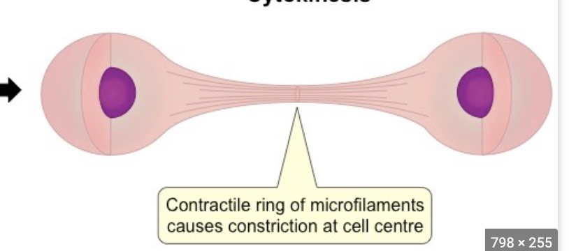 <p>pulls membranes together to split into two cells</p><ul><li><p>uses myosin and actin filaments</p></li></ul>