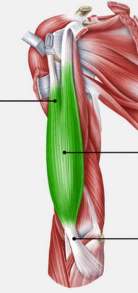 <p>What consist muscle of - 5 parts? (theory)</p>