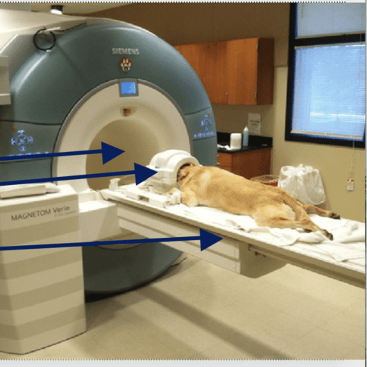 <p>what are the parts of the MRI machine from top to bottom?</p>