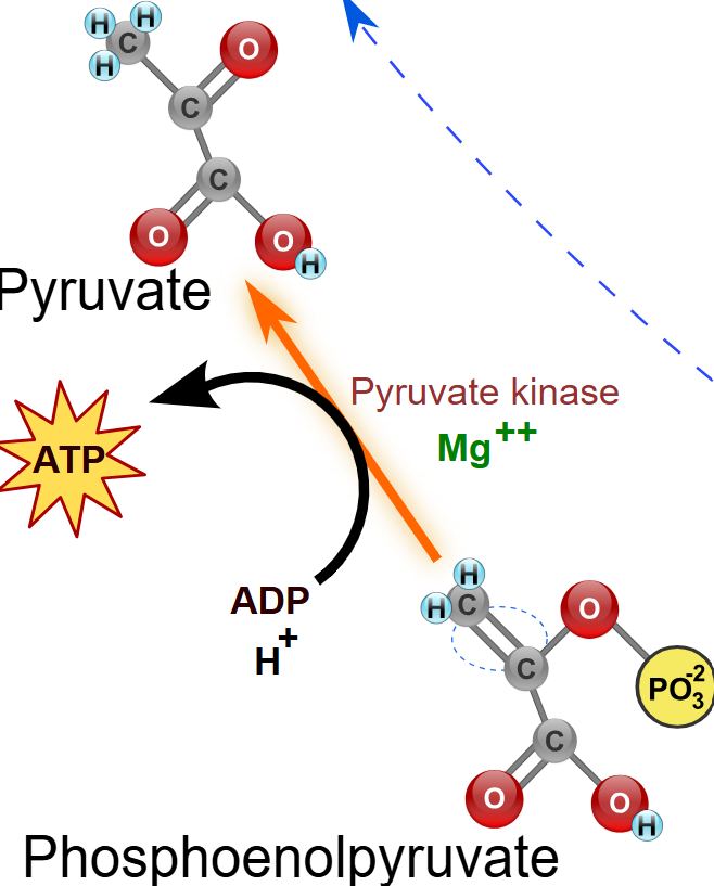 <p>Pyruvate kinase (PK), Pyruvate and the phosphorylation of ADP to ATP. </p>