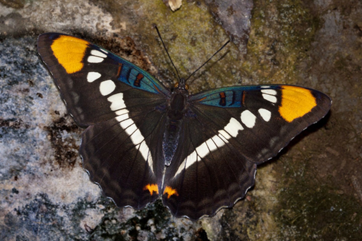 knowt flashcard image