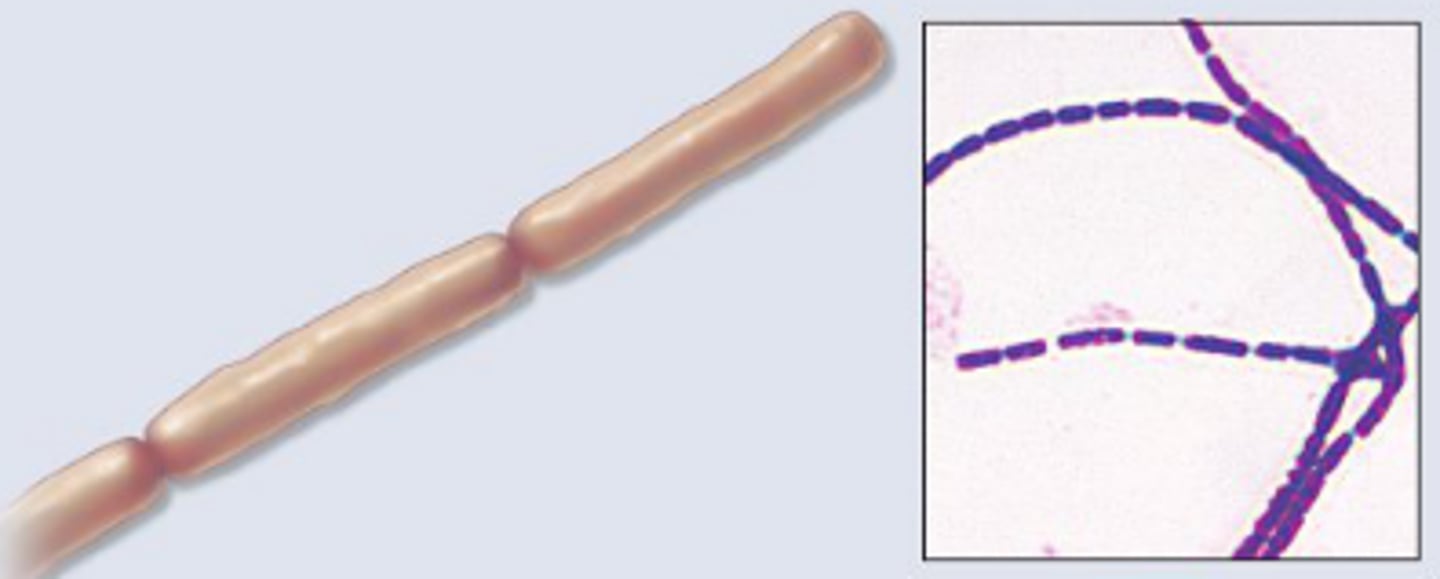 <p>bacilli that appear in chains, end to end</p>