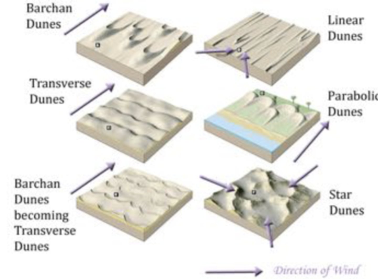 <p>Wind can blow up larger dunes than water can create sedimentary features under the surface</p><p>Can reach over 1000 meters tall in some locations</p>