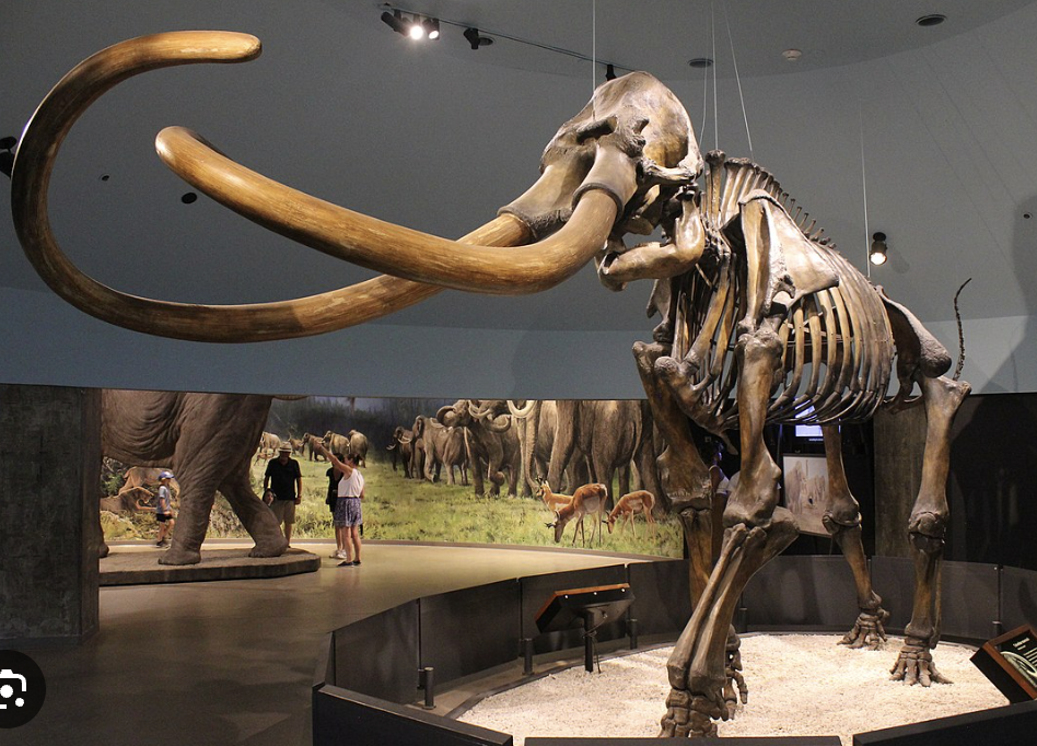 <p>Genus</p>