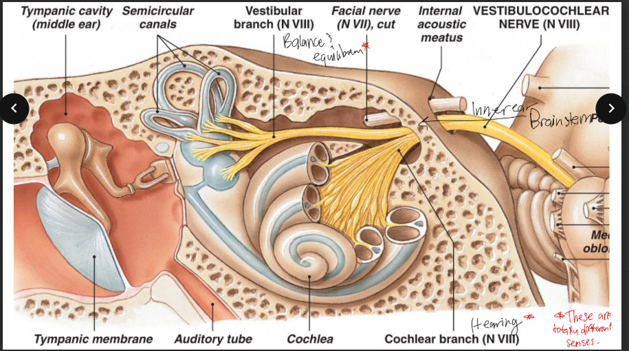 <p>T/F: Balance &amp; equilibrium in comparison to hearing are 2 completely different senses </p>