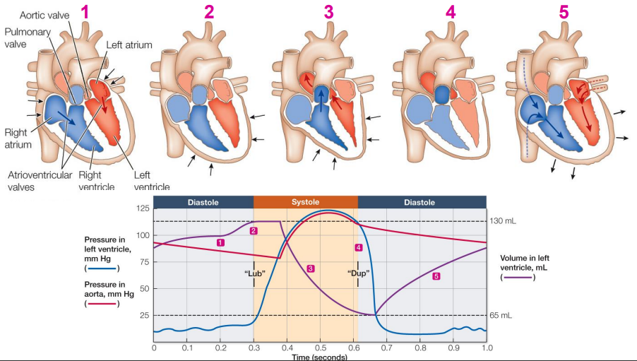 Contraction of the two atria, followed by contraction of the two ventricles and then relaxation. It is divided into two phases: **systole**, when the ventricles contract, and **diastole**, when the ventricle relax. At the very end of diastole, just before the ventricles contract, the atria contract and top off the volume of blood in the ventricles. The sounds of the —the “lub-dup” heard through a stethoscope—are created by the heart valves slamming shut.