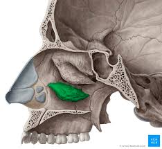 <p>Inferior nasal concha - contributes to lateral wall of nasal cavity - bottom</p>