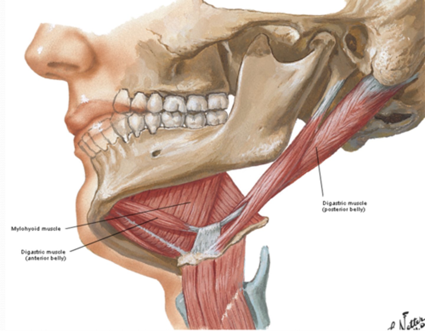 <p>What are the Suprahyoid muscles? (3)</p>