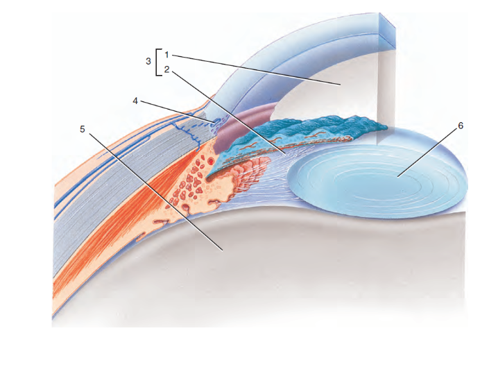 <p>What is the structure labeled #4?</p>
