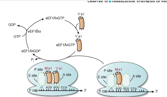 <p><span data-name="black_small_square" data-type="emoji">▪</span> Occurs when a stop codon enters A site</p><p><span data-name="black_small_square" data-type="emoji">▪</span> Cytoplasmic release factors bind to the stop codon</p><p>- It catalyse the cleavage of the bond between polypeptide &amp; tRNA</p><p>- It alters peptidyl transferase &amp; adds H2O instead of an AA</p><p><span data-name="black_small_square" data-type="emoji">▪</span> Protein is released &amp; the ribosome breaks into 2 subunits to move on to another mRNA translation</p>