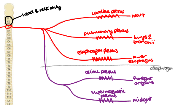 <p>What are the plexuses of the<strong> abdomen</strong>&nbsp;in the PSD and where they travel to?</p>