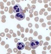 <p>highly phagocytic &amp; kill ingested microbes with lytic enzymes </p><ul><li><p>nuclei with two to five lobes</p></li></ul><p></p>