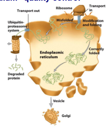 <ul><li><p><strong>secreated protein are translocated into ER</strong></p></li><li><p>folding happens before secretions go into Golgi apparaturs</p></li><li><p>incorrectly folded proteins are directed by unfolded protein response and targeted for degradation</p></li></ul><p></p>