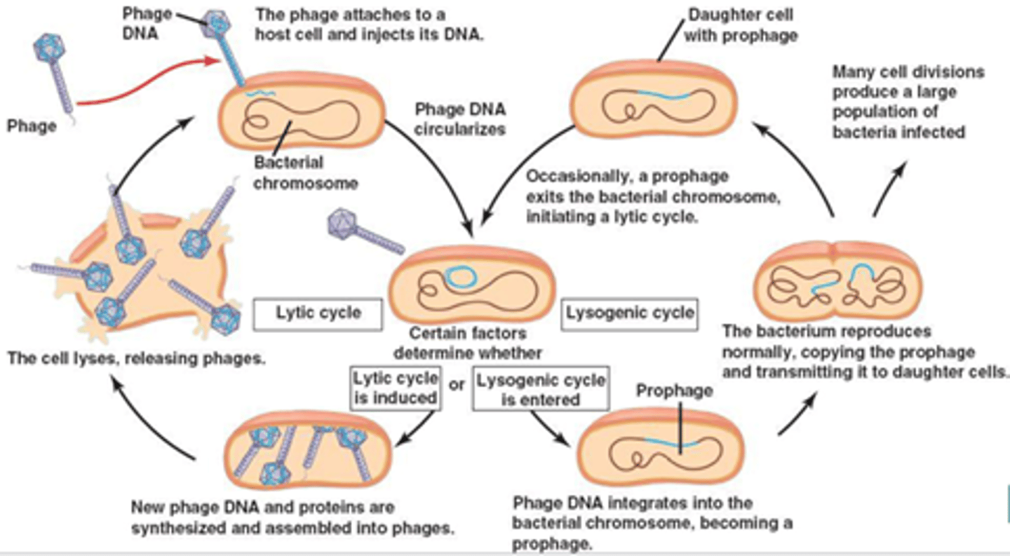 <p>A phage replication cycle in which the viral genome becomes incorporated into the bacterial host chromosome as a prophage and does not kill the host until a stressor activates the Lytic Cycle.</p>