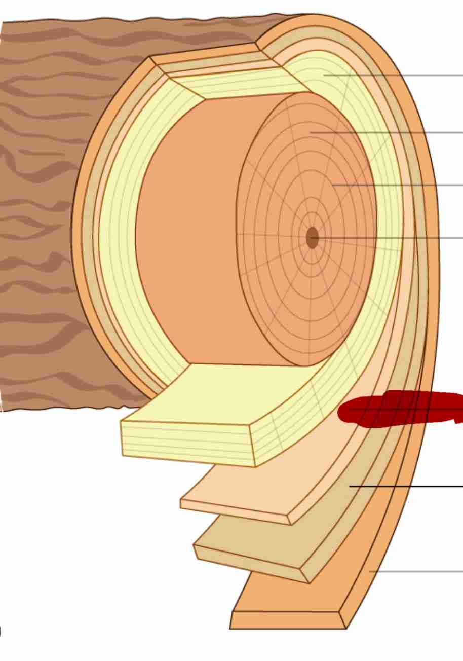 <ul><li><p>ring of dividing cells found between the xylem and phloem of ONLY DICOT PLANTS</p></li><li><p>causes secondary growth and produces secondary xylem and phloem</p></li></ul>