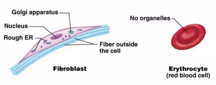 <p>fibroblast and erythrocyte</p>