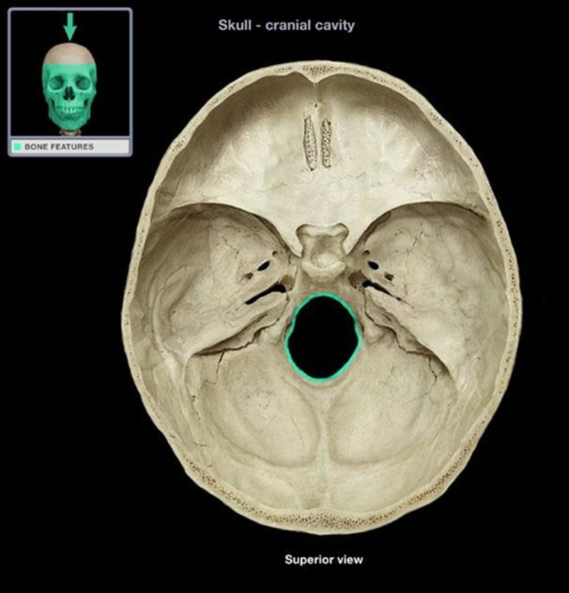 <p>opening through which spinal cord connects to lower brain</p>