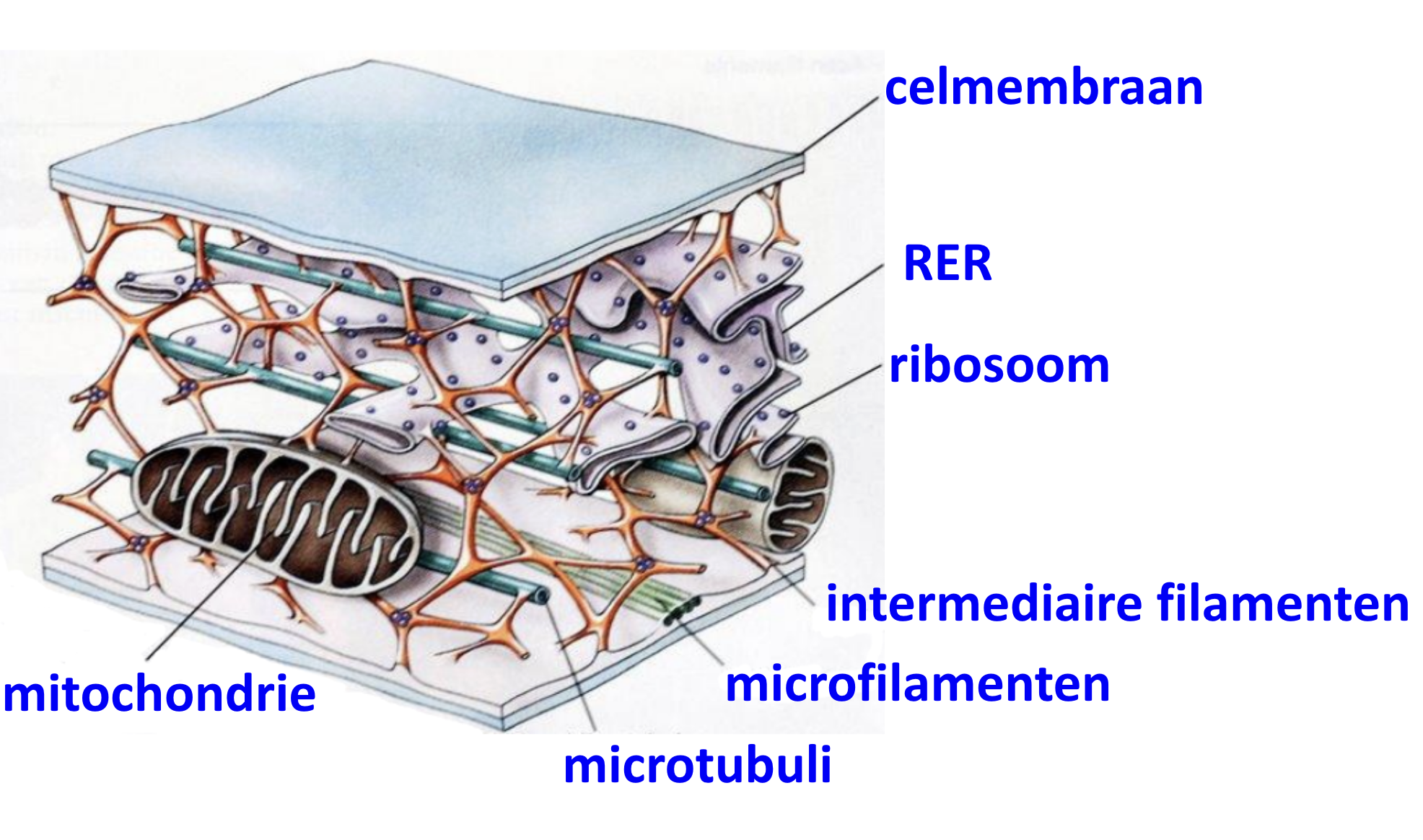 <p>Polymerisatie van eiwitten die specifiek zijn voor elk celtype. </p>