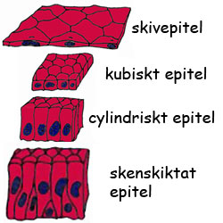 Epitelvävnad