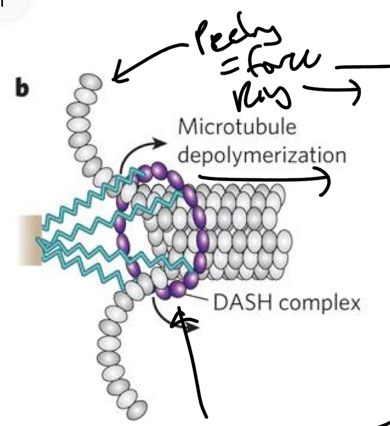 <p>Peeling of MT = forces a ring around the MT in the direction of depolymerization</p><ul><li><p>Centromere of DNA = attached to ring = getting pulled along as MT depolymerizes</p></li></ul><p></p>