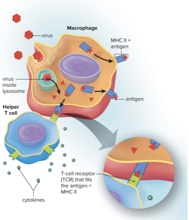 <ul><li><p>Any substance that produces a specific immune response by the body</p></li><li><p>Flu: Protein Spikes</p></li><li><p>Usually pathogen-specific proteins or large carbohydrates</p></li></ul>