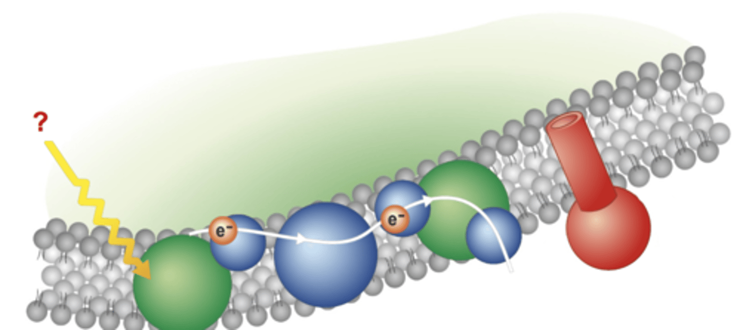 <p>Electromagnetic energy that is absorbed by chlorophyll and excites electrons found in the chlorophyll molecule</p>