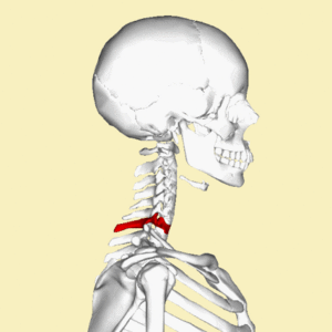 <p>most palpable point at base of neck</p>