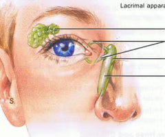<p>drain tears into the nasal cavity</p>