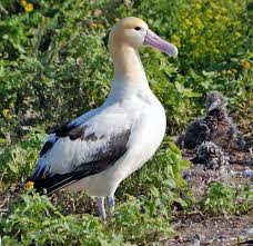 <p>Albatrosses</p>