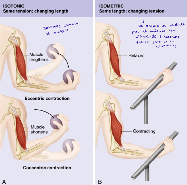 <ul><li><p>Isotónica: cuando el músculo cambia de longitud, produciendo movimiento de las extremidades.</p></li><li><p>Isométrica: no cambia la longitud del músculo, no hay movimiento de las extremidades.</p></li></ul><p></p>