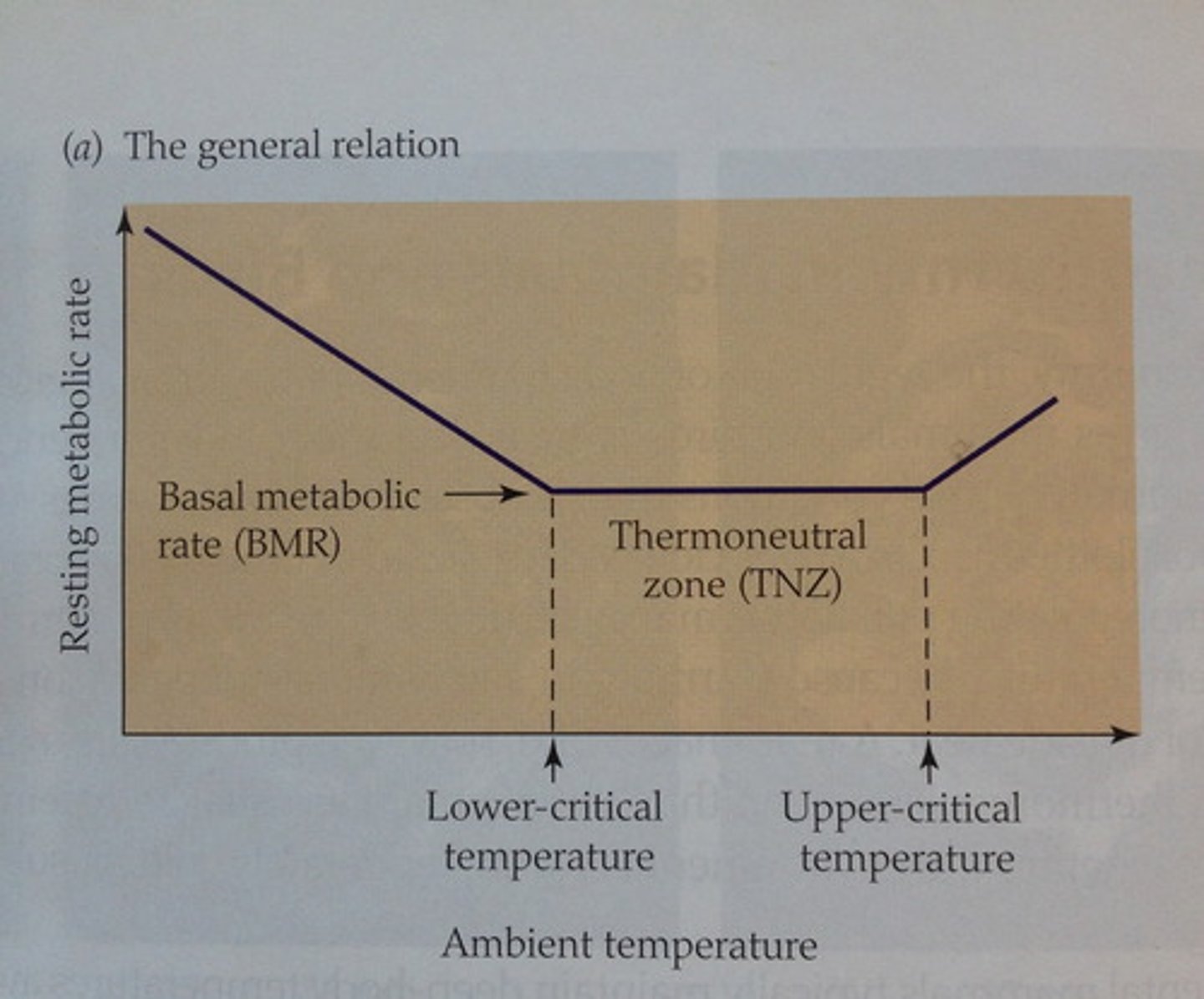 <p>On y-axis: metabolic rate</p><p>On x-axis: ambient (environmental) temperature in °C</p><p>Critical low = The temperature in which the animal needs to start producing heat to keep a stable inside temperature. If too low reactions start being unable to happen.</p><p>Critical high = The temperature in which the animal needs to start releasing heat to keep a stable inside temperature. If too high proteins denaturating.</p>