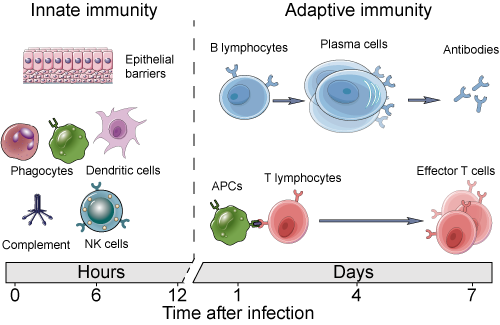 <p><strong>Innate:</strong></p><ul><li><p><strong><mark data-color="#0a7b1a" style="background-color: #0a7b1a; color: inherit">Phagocytes (Macrophages &amp; Neutrophils)</mark></strong> → Engulf and destroy pathogens through <strong>phagocytosis</strong>.</p><p></p></li></ul><ul><li><p><strong><mark data-color="#a20f0f" style="background-color: #a20f0f; color: inherit">Natural Killer Cells</mark></strong> → Target and kill infected or abnormal cells (like cancerous cells).</p><p></p></li></ul><ul><li><p><mark data-color="#09387c" style="background-color: #09387c; color: inherit">Dendritic Cells (NOT Nerve cells) </mark>→ Process pathogens and present their <strong>antigens</strong> to trigger an adaptive immune response.</p><p></p></li></ul><p><strong>Adaptive:</strong></p><ul><li><p><mark data-color="#4b10a6" style="background-color: #4b10a6; color: inherit">T-cells (Helper, Cytotoxic T Cells)</mark></p><p><strong>Helper T Cells</strong> activate <strong>B cells</strong> and <strong>other immune cells</strong> by acting as antigen-presenting cells</p><p><strong>Cytotoxic T Cells</strong> directly kill <strong>infected or abnormal cells</strong>.<br></p></li><li><p><mark data-color="#077878" style="background-color: #077878; color: inherit">B-cells (Plasma &amp; Memory B Cells)</mark></p><p><strong>Plasma Cells</strong> produce <strong>antibodies</strong> that target pathogens and last for a few weeks, maybe a few months</p><p><strong>Memory B Cells</strong> remain in circulation for <strong>faster future immune responses</strong>, and can last for years or a lifetime</p></li></ul><p></p>